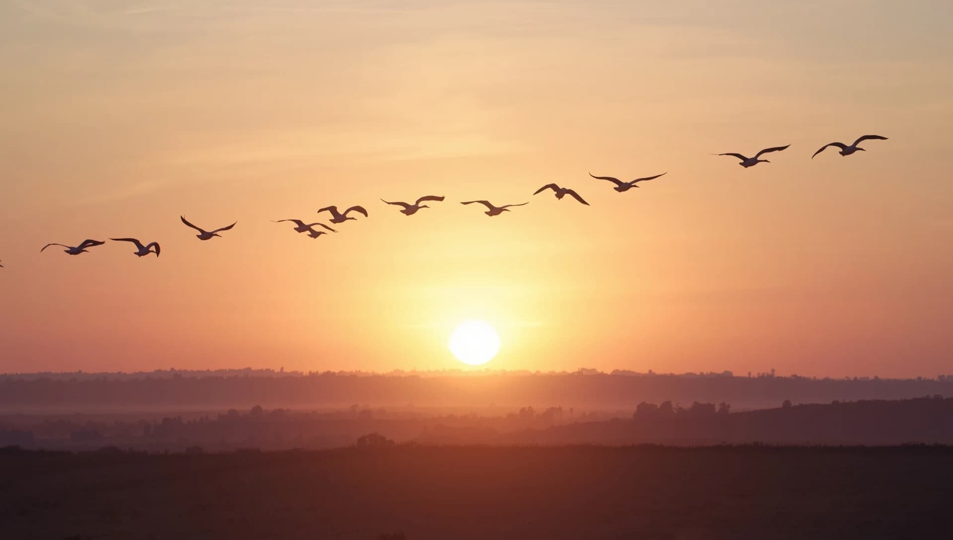 Freedom and hope - birds flying together toward the light